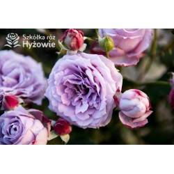 Novalis® Duży, bardzo pełny kwiat, lawendowej barwy,  bardzo przyjemnie pachnące. Niski krzew.