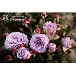 Novalis® Duży, bardzo pełny kwiat, lawendowej barwy,  bardzo przyjemnie pachnące. Niski krzew.