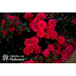 Gärtnerfreude® / Toscana® Drobne, pełne kwiaty, malinowej barwy. Ciemne, błyszczące liście. Niski krzew.