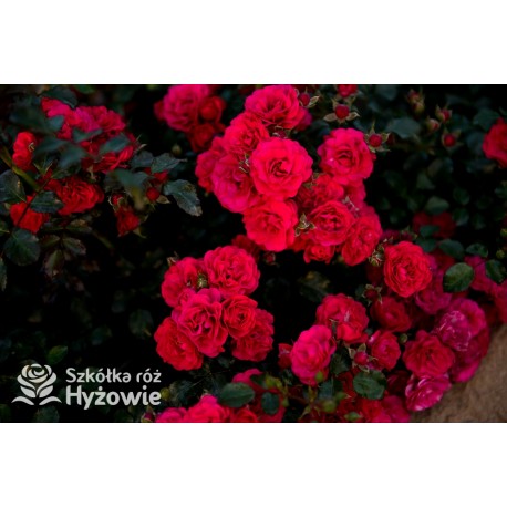 Gärtnerfreude® / Toscana® Drobne, pełne kwiaty, malinowej barwy. Ciemne, błyszczące liście. Niski krzew.