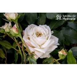 Alaska® Duże , pełne kwiaty o białej barwie i przyjemnym zapachu. Wysoki krzew.