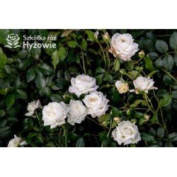 Alaska® Duże , pełne kwiaty o białej barwie i przyjemnym zapachu. Wysoki krzew.