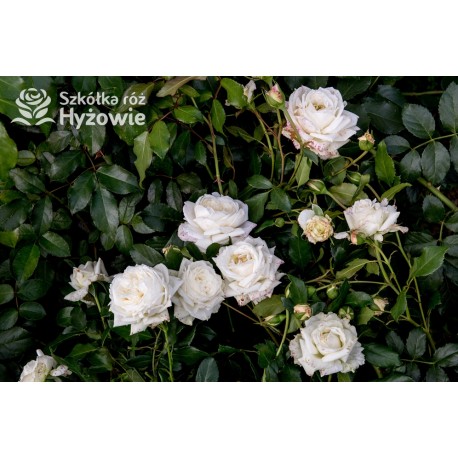 Alaska® Duże , pełne kwiaty o białej barwie i przyjemnym zapachu. Wysoki krzew.