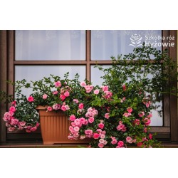 Knirps® drobniutki, pełny różowy kwiat, płożący się po ziemi. Niziutki krzew.