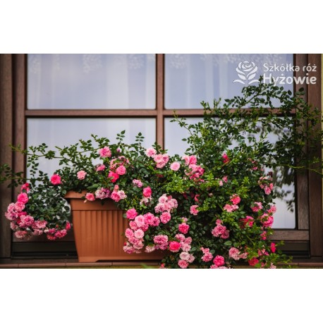 Knirps® drobniutki, pełny różowy kwiat, płożący się po ziemi. Niziutki krzew.