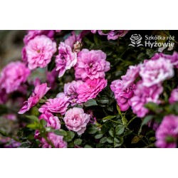 Knirps® drobniutki, pełny różowy kwiat, płożący się po ziemi. Niziutki krzew.