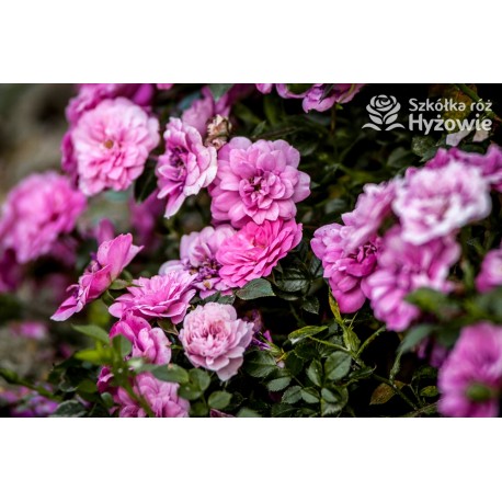 Knirps® drobniutki, pełny różowy kwiat, płożący się po ziemi. Niziutki krzew.