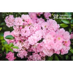 Jasnoróżowa zwisająca Drobne, pełne kwiatuszki, jasnoróżowej barwy. Róża pienna.