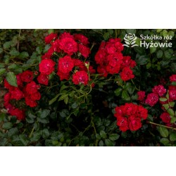 Czerwona, korona zwisająca Drobne, pełne kwiatuszki, czerwonej barwy. Błyszczący liść. Róża pienna.