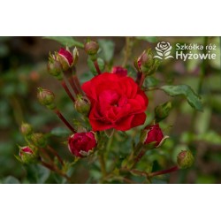 Czerwona, korona zwisająca Drobne, pełne kwiatuszki, czerwonej barwy. Błyszczący liść. Róża pienna.