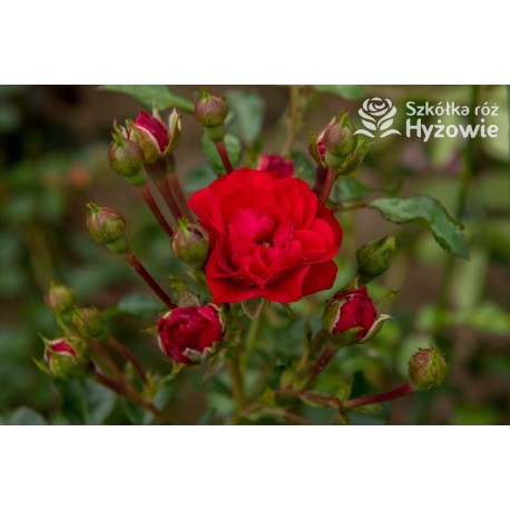 Czerwona, korona zwisająca Drobne, pełne kwiatuszki, czerwonej barwy. Błyszczący liść. Róża pienna.