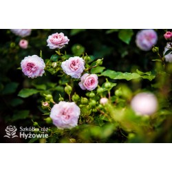 Larissa® pełny kwiat, jasnoróżowej barwy. Średniej wysokości  krzew