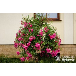 Ciemnoróżowa, silnie zwisająca Drobne, pełne kwiatuszki, ciemnoróżowej barwy. Róża pienna.