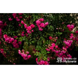 Ciemnoróżowa, silnie zwisająca Drobne, pełne kwiatuszki, ciemnoróżowej barwy. Róża pienna.