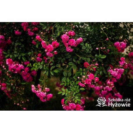 'Super Excelsa' Drobne, pełne kwiaty, o ciemnoróżowej barwie. Wysoki krzew.