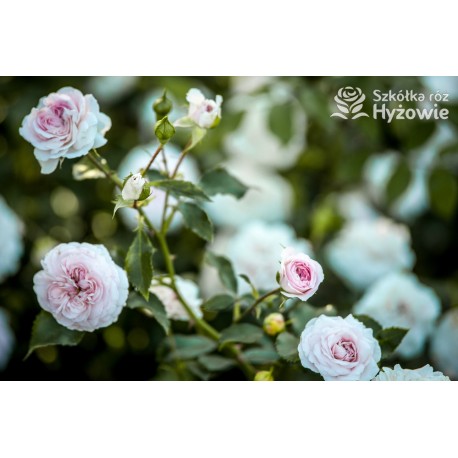 Larissa® pełny kwiat, jasnoróżowej barwy. Średniej wysokości  krzew