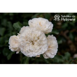 Biała, korona zwisająca Duże, pełne kwiaty, białej barwy. Błyszczący liść. Róża pienna.