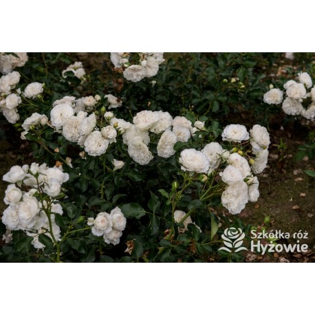 Biała, korona zwisająca Duże, pełne kwiaty, białej barwy. Błyszczący liść. Róża pienna.