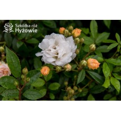 Łososiowa, korona silnie zwisająca Drobne, pełne kwiaty, łososiowej barwy, delikatnie pachnące. Róża pienna.