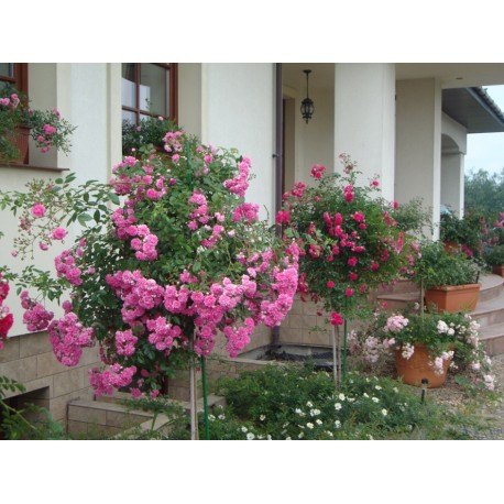 Malinowa, korona silnie zwisająca Drobne, pełne kwiaty, malinowej barwy. Róża pienna.