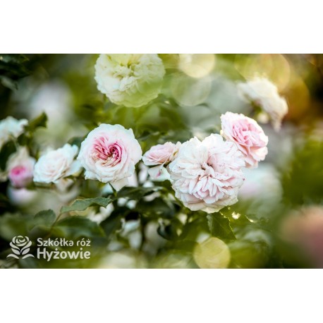 Larissa® pełny kwiat, jasnoróżowej barwy. Średniej wysokości  krzew