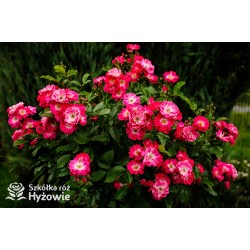 Różowa drobna, korona wzniesiona Drobne kwiatuszki, różowej barwy. Błyszczący liść. Róża pienna.