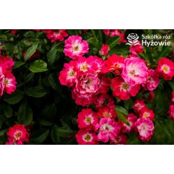 Różowa drobna, korona wzniesiona Drobne kwiatuszki, różowej barwy. Błyszczący liść. Róża pienna.