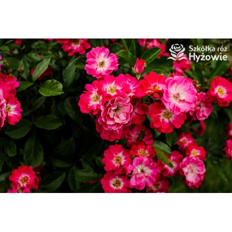 Różowa drobna, korona wzniesiona Drobne kwiatuszki, różowej barwy. Błyszczący liść. Róża pienna.