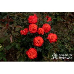 Pomarańczowa, korona wzniesiona Duże, pełne kwiaty, pomarańczowej barwy, delikatnie pachną. Ciemnozielone liście. Róża pienna.