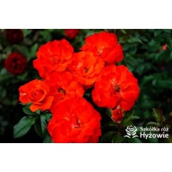 Pomarańczowa, korona wzniesiona Duże, pełne kwiaty, pomarańczowej barwy, delikatnie pachną. Ciemnozielone liście. Róża pienna.