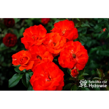 Pomarańczowa, korona wzniesiona Duże, pełne kwiaty, pomarańczowej barwy, delikatnie pachną. Ciemnozielone liście. Róża pienna.