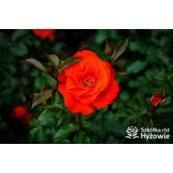 Pomarańczowa, korona wzniesiona Duże, pełne kwiaty, pomarańczowej barwy, delikatnie pachną. Ciemnozielone liście. Róża pienna.