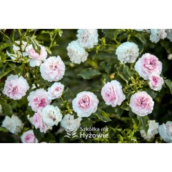 Larissa® pełny kwiat, jasnoróżowej barwy. Średniej wysokości  krzew