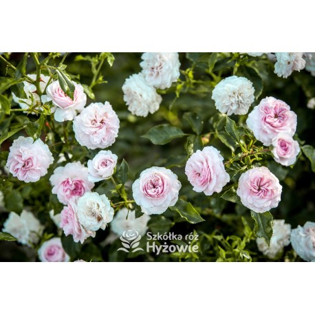 Larissa® pełny kwiat, jasnoróżowej barwy. Średniej wysokości  krzew