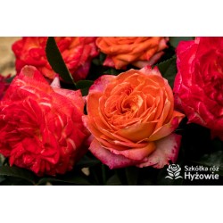 Feurio® Duże, szczelnie nabite płatkami kwiaty, pomarańczowej barwy, mocno pachnące. Niski krzew.