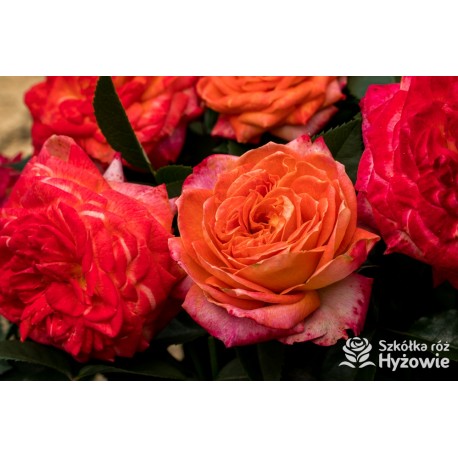 Feurio® Duże, szczelnie nabite płatkami kwiaty, pomarańczowej barwy, mocno pachnące. Niski krzew.