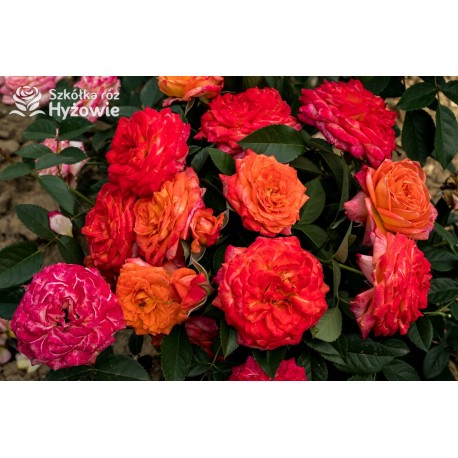 Feurio® Duże, szczelnie nabite płatkami kwiaty, pomarańczowej barwy, mocno pachnące. Niski krzew.