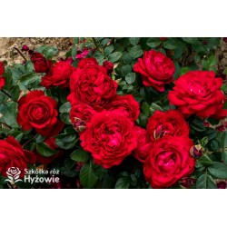 Tiamo® Duże, kuliste, szczelnie nabite płatkami kwiaty, czerwonej barwy, przyjemnie pachnące. Lśniące liście.Niski krzew.