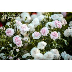 Larissa® pełny kwiat, jasnoróżowej barwy. Średniej wysokości  krzew