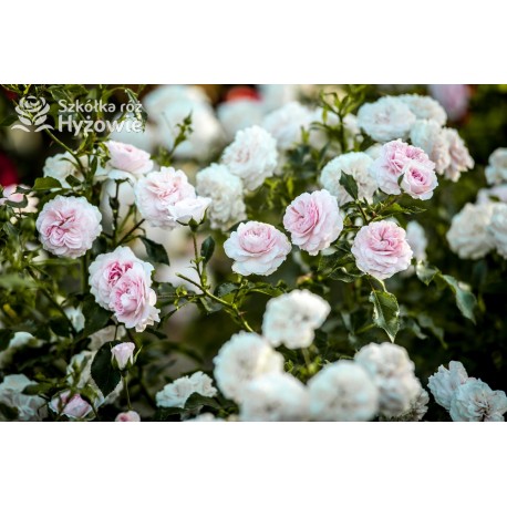 Larissa® pełny kwiat, jasnoróżowej barwy. Średniej wysokości  krzew