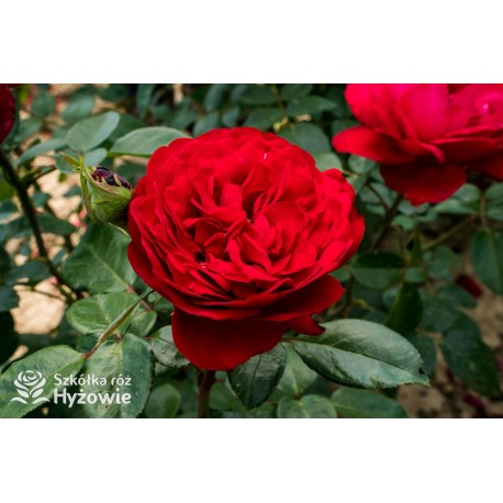 Tiamo® Duże, kuliste, szczelnie nabite płatkami kwiaty, czerwonej barwy, przyjemnie pachnące. Lśniące liście.Niski krzew.