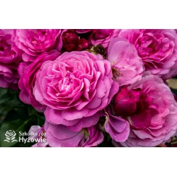 Kaffe Fassett® Duże, pełne kwiaty, fioletowej barwy, bardzo intensywnie pachnące. Niski krzew.