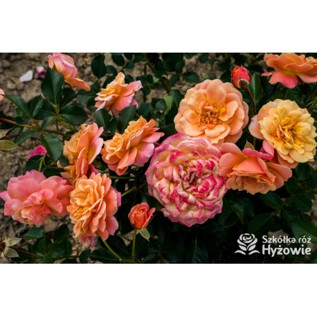 Peach Melba® Duże, pełne kwiaty, brzoskwiniowej barwy , delikatnie pachnące. Wysoki krzew.