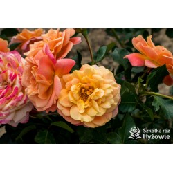 Peach Melba® Duże, pełne kwiaty, brzoskwiniowej barwy , delikatnie pachnące. Wysoki krzew.