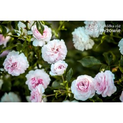 Larissa® pełny kwiat, jasnoróżowej barwy. Średniej wysokości  krzew