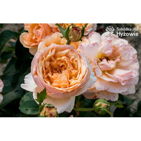 Tropicana® Pokaźne, rozetkowe  kwiaty, miedziana barwa, bardzo intensywny zapach. niski krzew.