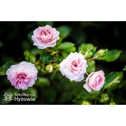 Larissa® pełny kwiat, jasnoróżowej barwy. Średniej wysokości  krzew