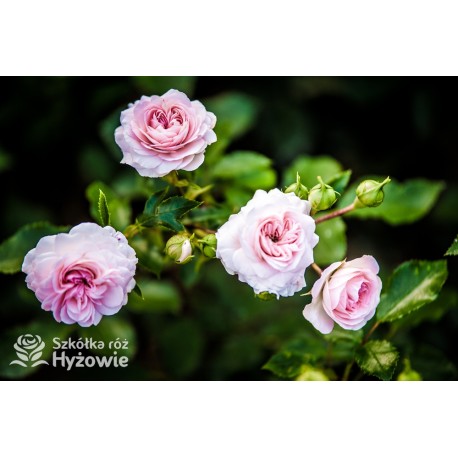 Larissa® pełny kwiat, jasnoróżowej barwy. Średniej wysokości  krzew