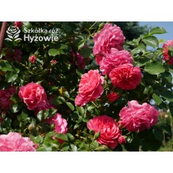 Rosarium Uetersen®. Kwiaty pokaźne, malinowej barwy, szczelnie wypełnione płatkami, o bardzo przyjemnym zapachu. Wysoki krzew