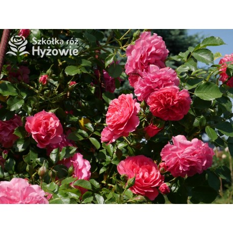 Rosarium Uetersen®. Kwiaty pokaźne, malinowej barwy, szczelnie wypełnione płatkami, o bardzo przyjemnym zapachu. Wysoki krzew